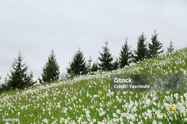 Fields Of Blumen Stockfoto und mehr Bilder von Abgeschiedenheit - Abgeschiedenheit, Baum, Bildhintergrund