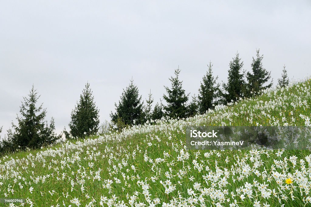 Campos de flores - Foto de stock de Aire libre libre de derechos