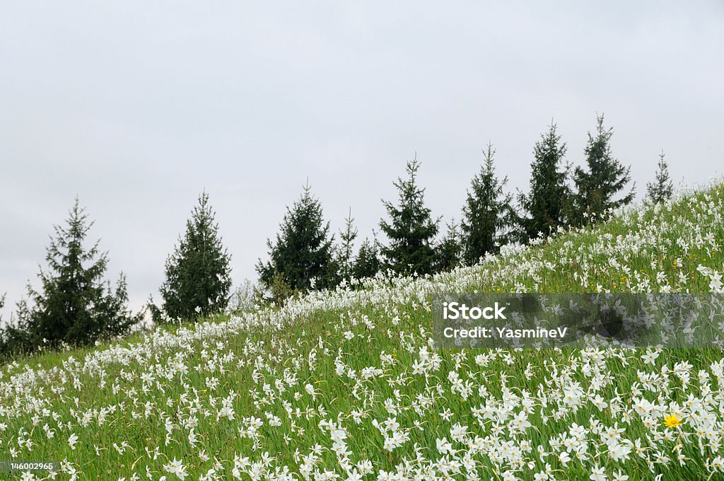 Campi di fiori - Foto stock royalty-free di Albero