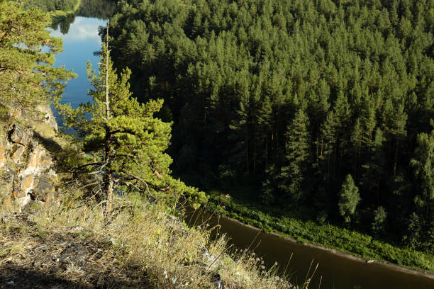 Sunny summer day in mountains with bright lush green pine forest, shadow, curved blue thin river in rocky canyon in golden sunlight, view above. Peaceful scenery for hiking, recreation on wild nature.