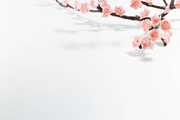 Branch pink sakura in sunlight with shadows on soft light white wood background, top view, copy space. Gentle romantic springtime flowers background for poster, flyer, card, design.