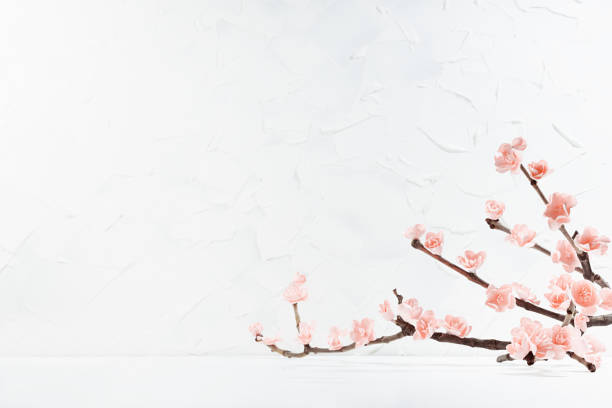 istock Delicate pink sakura flowers on branch in soft light white interior on white wood table, plaster wall, copy space. Spring flowers scene for advertisement, presentation of products, design, poster. 1460031781