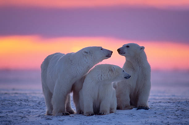 Polar bear with yearling cubs(see others in my portfolio) Polar bear family in Canadian Arctic sunset. polar bear stock pictures, royalty-free photos & images