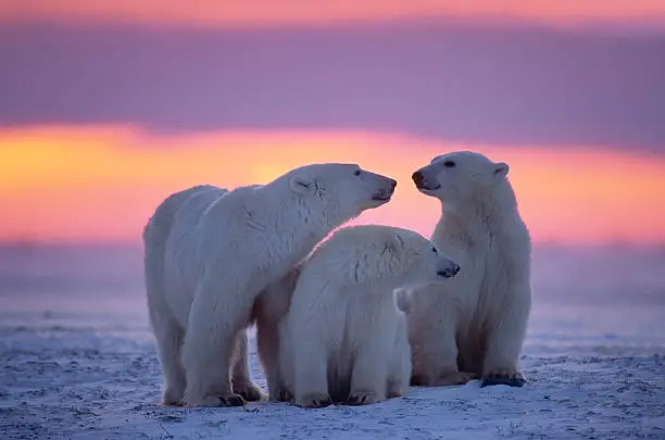 Photo of Polar bear with yearling cubs(see others in my portfolio)