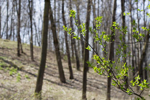 spring in the forest with bare trees and first green leaves on the branch