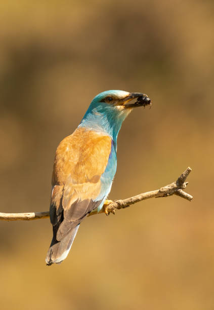 istock European roller (Coracias garrulus) landed on a branch with a beetle in its beak 1460033136