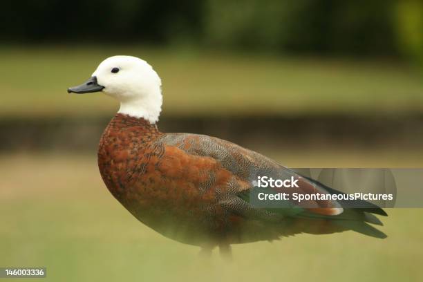 Paradiso Volpoca Tadorna Variegata - Fotografie stock e altre immagini di Anatra - Uccello acquatico - Anatra - Uccello acquatico, Animale femmina, Bianco