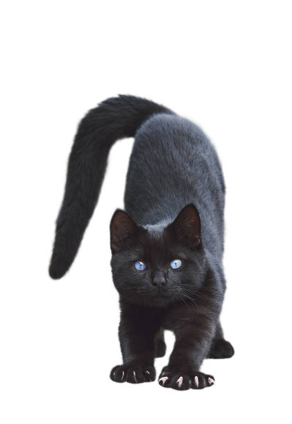 istock Shorthair black cat with blue eyes stretches isolated on white Front view 1460033919