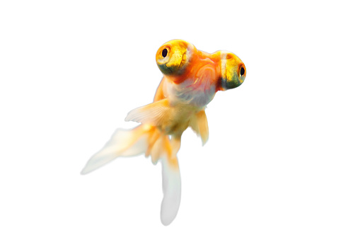 Voilehvost goldfish behind glass in a blue aquarium, isolated on a white background