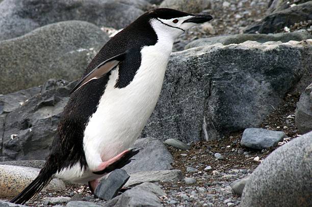 Pingüino barbijo - foto de stock