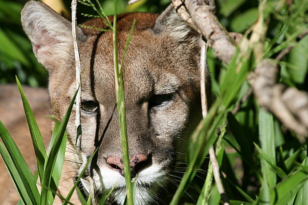 Puma en la naturaleza salvaje - foto de stock