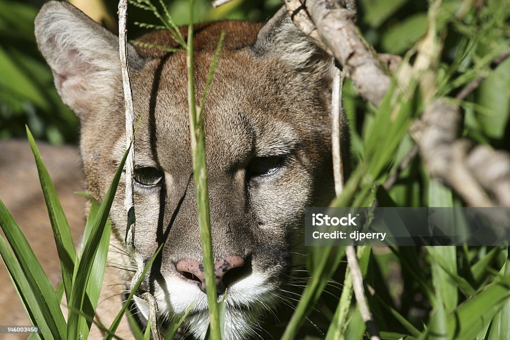 Puma na vida selvagem - Foto de stock de América do Sul royalty-free