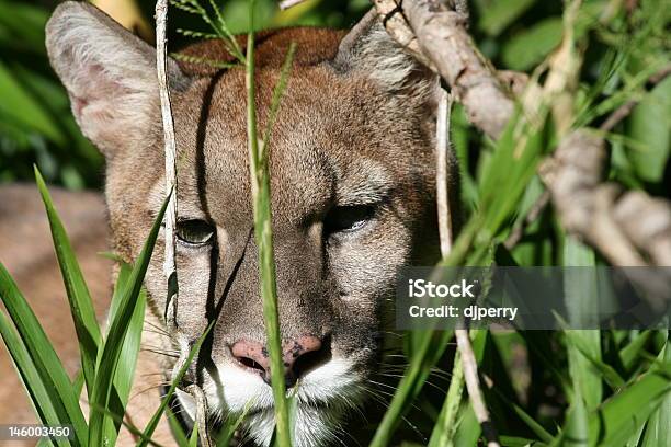 Foto de Puma Na Vida Selvagem e mais fotos de stock de América do Sul - América do Sul, Animais caçando, Animais de Safári