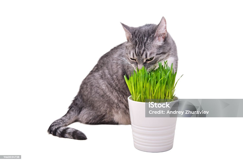 Grey cat eats green grass in the home room, isolated on a white background Abdomen Stock Photo