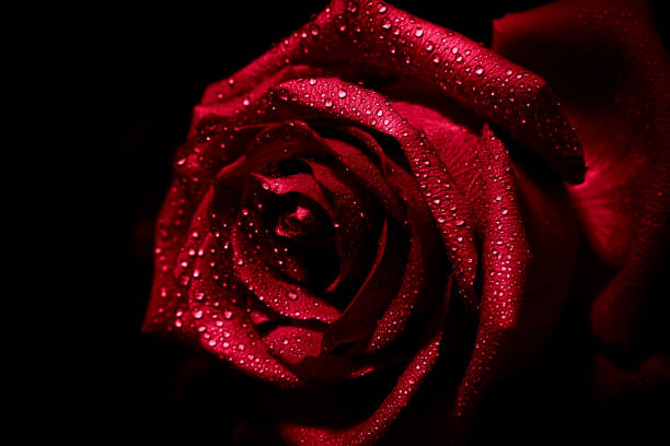istock Flowers and roses 1460034795