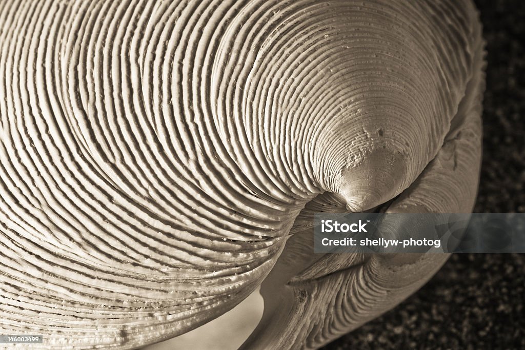 Palourde shell Sépia - Photo de Charnière libre de droits