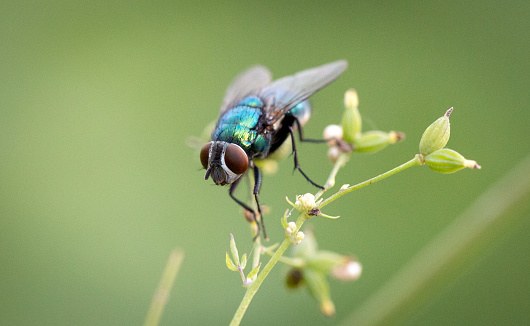 Fly on a natural background, insects, fauna.