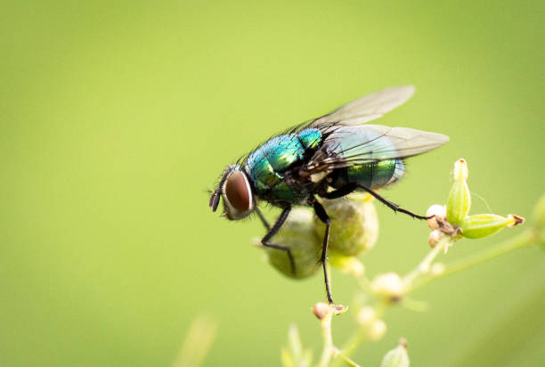 istock Fly on a natural background, insects, fauna. 1460035817