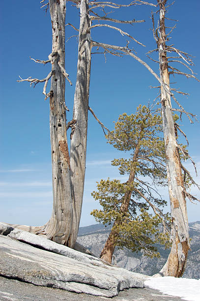 istock Sentinel Dome, Yosemite National Park 146003599