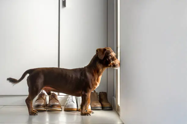 Photo of Faithful Brown Dog Waits For Return Of Owners Back Home Standing At Front Entrance Door. Purebred Pet Dachshund Looking At Window In Hallway. Copy Space. Concept Of Loneliness And Aging