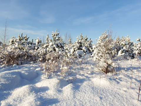 Frosted bushes in the park on the banks of the Daugava in Riga, Latvia