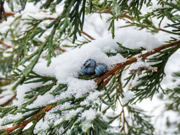 istock Blue juniper berries (seed cone) attached to a branches covered with snow 1460038107