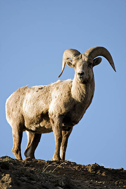 istock bighorn sheep atop cliff 146003916