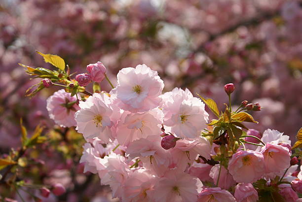 Cherry Blossoms stock photo