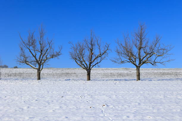 fila di alberi su un prato in inverno al sole - baumreihe foto e immagini stock