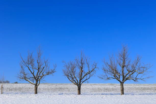 fila di alberi su un prato in inverno al sole - baumreihe foto e immagini stock