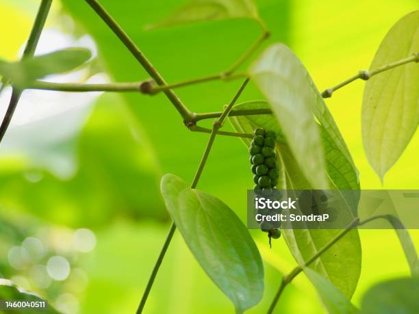 Pimienta Pepper Tree Stock Photo - Download Image Now - Costa Rica, Fruit, Allspice