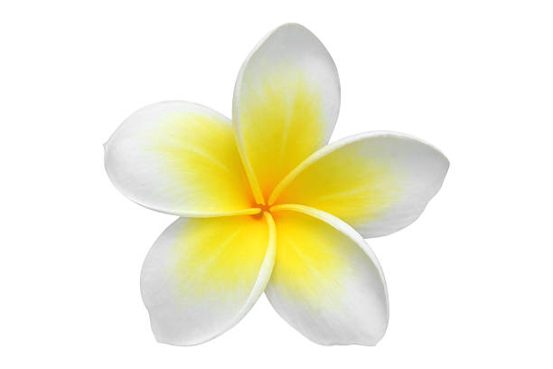 fiore plumeria frangipani () - frangipanni foto e immagini stock