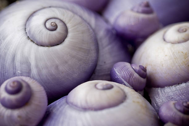 Single snail house shell close up isolate against a white backdrop
