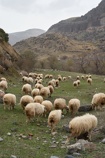 A flock of sheep grazes in a meadow in the mountains.