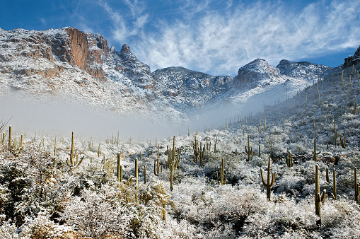 Snowfall on cactus and saguaros at Finger Rock in Tucson, Arizona.