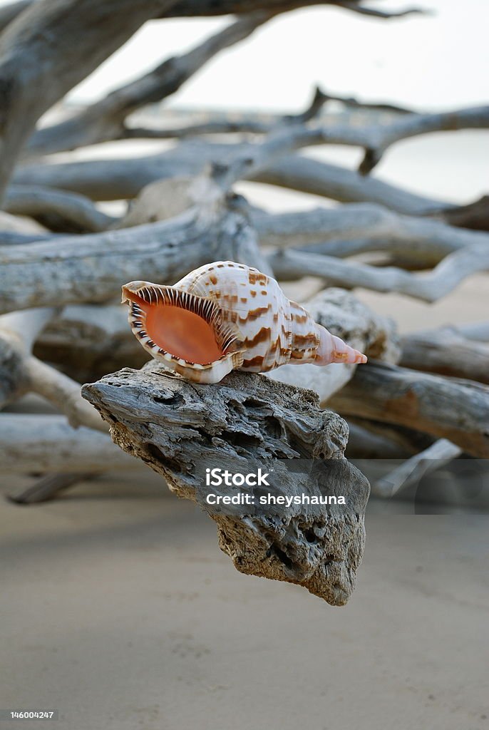 Shell Shelf Conch, shell, driftwood, tree, branch, beach, sand, erosion, deserted, shore, florida, island, talbot, amelia Beach Stock Photo