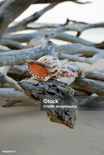 Shell Shelf Stock Photo - Download Image Now - Beach, Branch - Plant Part, Empty