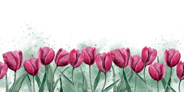 Floral Seamless Border with hand drawn Tulips in viva magenta color. Botanical Pattern for greeting card or invitations template. Illustration on isolated background. Pink plants with green leaves Floral Seamless Border with hand drawn Tulips in viva magenta color. Botanical Pattern for greeting card or invitations template. Illustration on isolated background. Pink plants with green leaves. bouquet backgrounds spring tulip stock illustrations