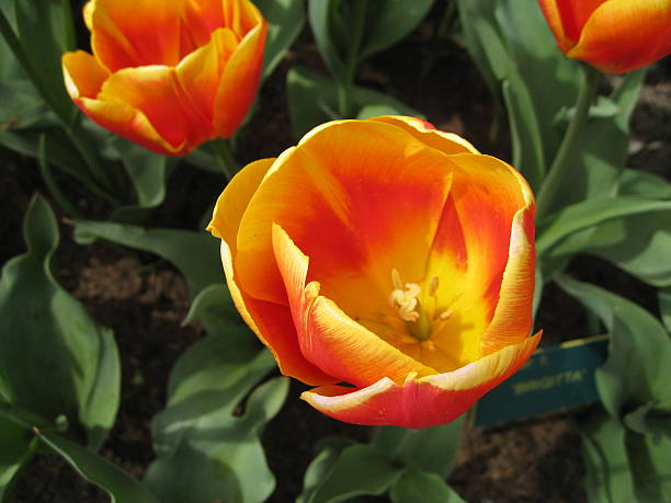 Campo tulipano - foto stock