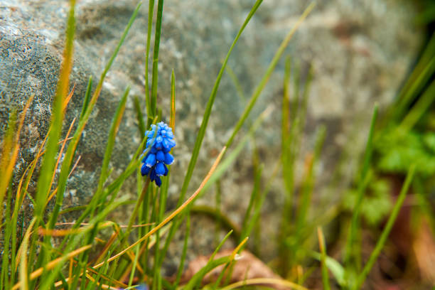 Wild blue flowers growing in the mountains.