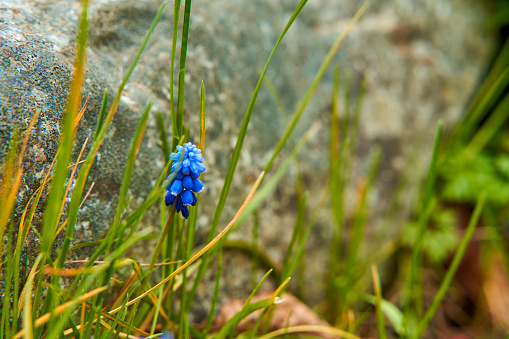 Wild blue flowers growing in the mountains.