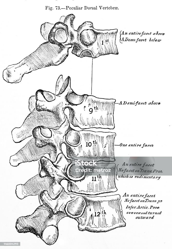 Antikes medizinische Illustration/Rückseite Rückenwirbel - Lizenzfrei Anatomie Stock-Foto