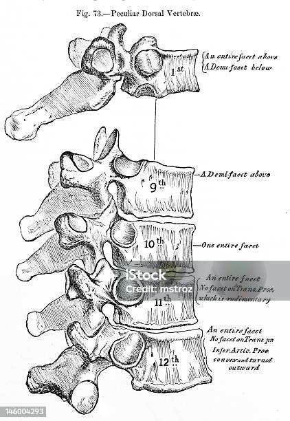 Antikes Medizinische Illustration Rückseite Rückenwirbel Stockfoto und mehr Bilder von Anatomie