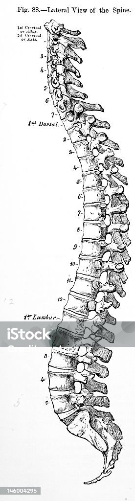 Antikes medizinische Illustration der menschlichen Wirbelsäule / - Lizenzfrei Anatomie Stock-Foto