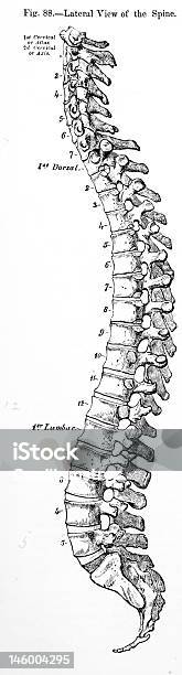 Antikes Medizinische Illustration Der Menschlichen Wirbelsäule Stockfoto und mehr Bilder von Anatomie