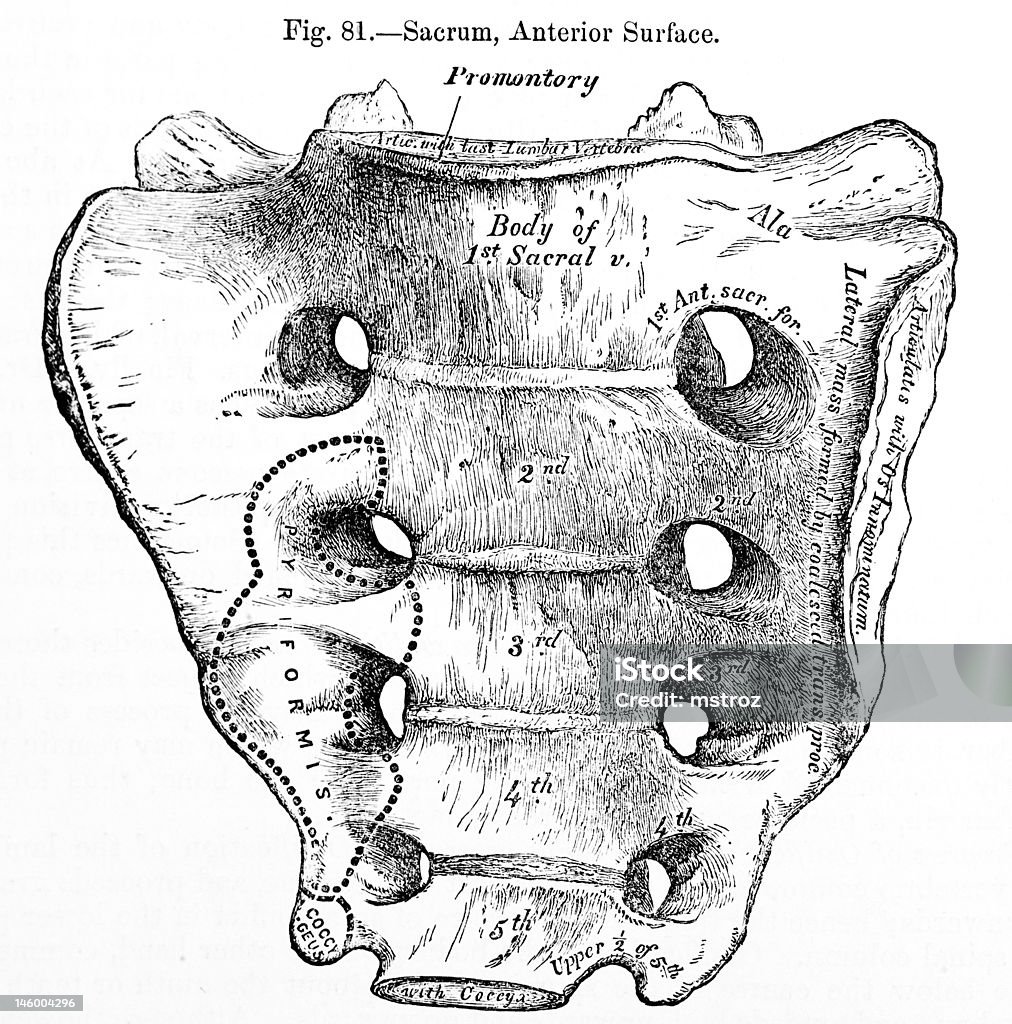 Illustrations/médecine Antique humaines Sacrum - Illustration de Anatomie libre de droits