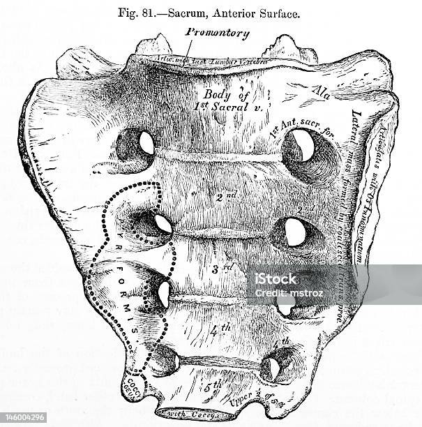 Illustrationsmédecine Antique Humaines Sacrum Vecteurs libres de droits et plus d'images vectorielles de Anatomie - Anatomie, Corps humain, Illustration