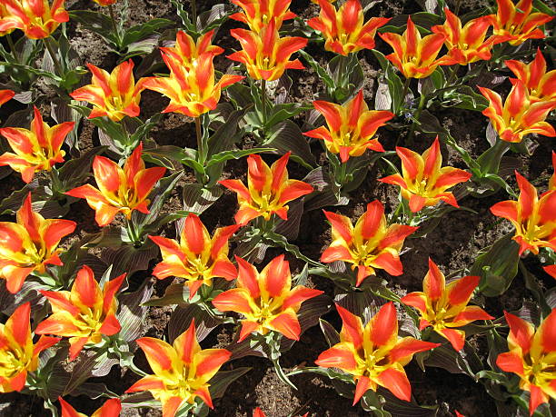 Fiori gialli e rossi - foto stock