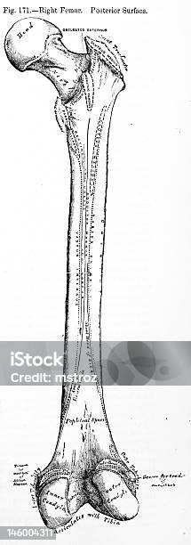 앤틱형 디스트리토 일러스트 다리뼈 건강 진단에 대한 스톡 사진 및 기타 이미지 - 건강 진단, 건강관리와 의술, 경골
