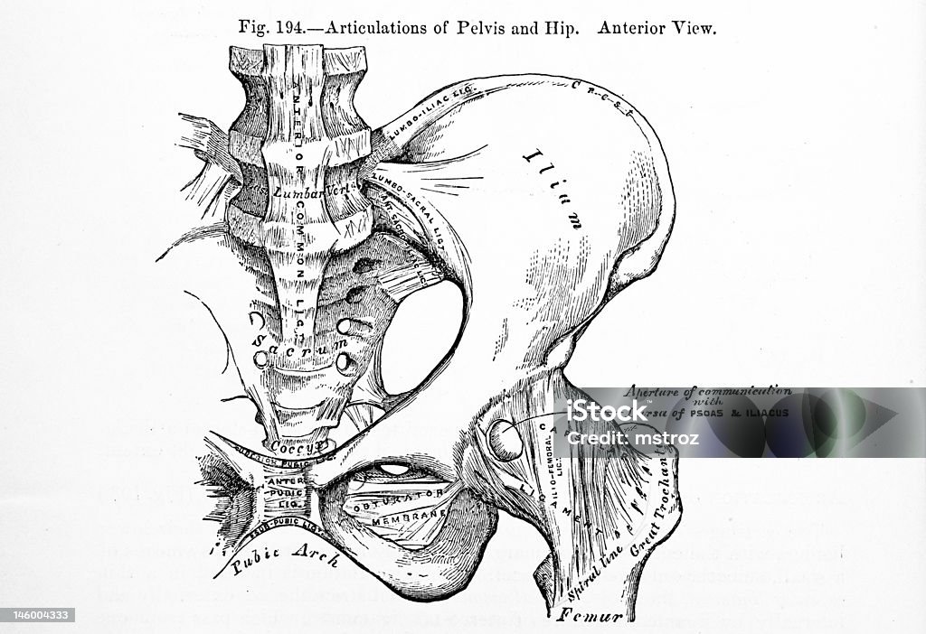 La Pelvis humanos - Foto de stock de Anatomía libre de derechos